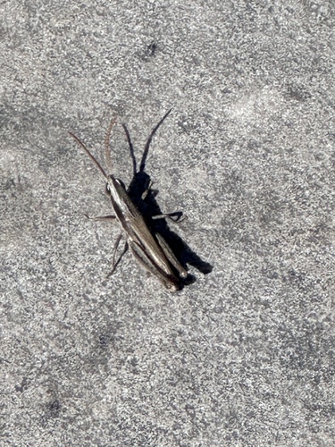 Obscure grasshopper