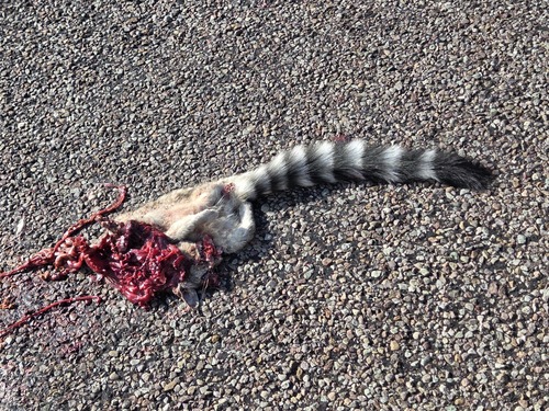 Ringtail