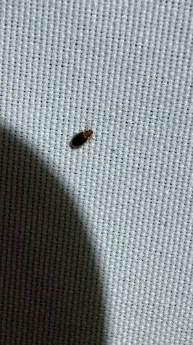 Melanophthalma
