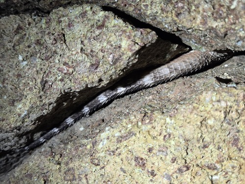 Crevice Spiny Lizard