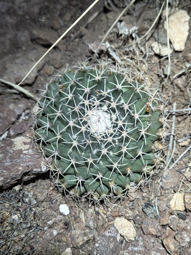 little nipple cactus