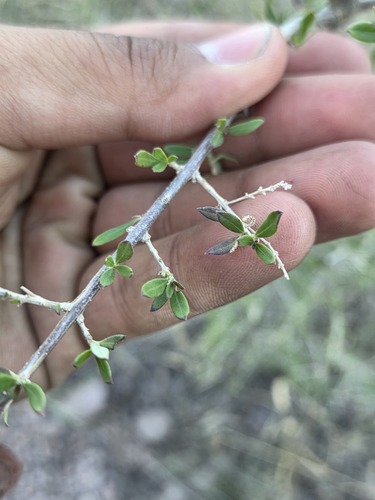 Aloysia gratissima