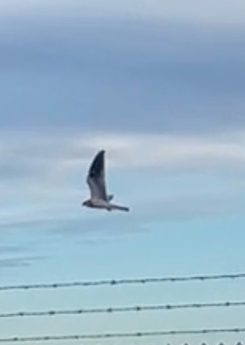 White-tailed Kite