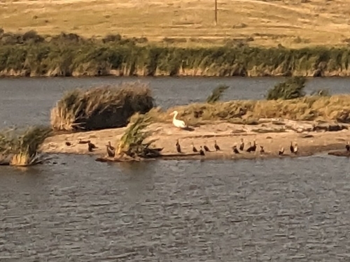 American White Pelican