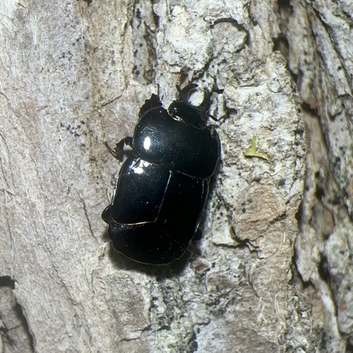 Hololepta aequalis