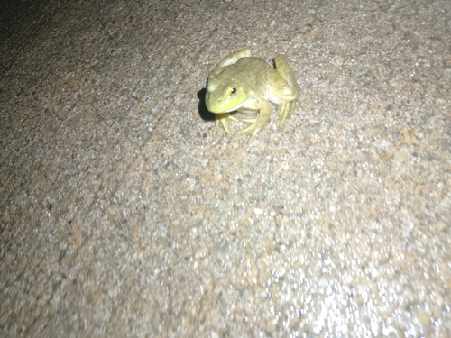 American Bullfrog