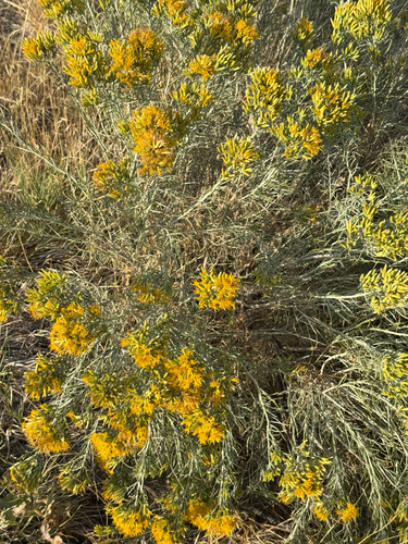 Rubber Rabbitbrush