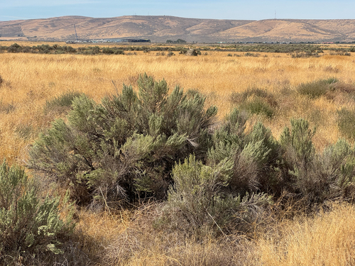 Big Sagebrush
