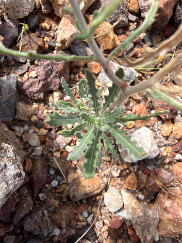 Many-flowered Mentzelia