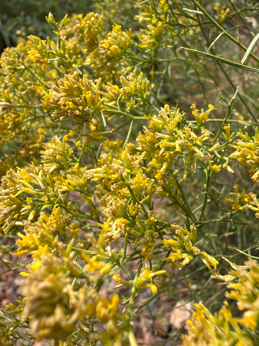 sticky snakeweed