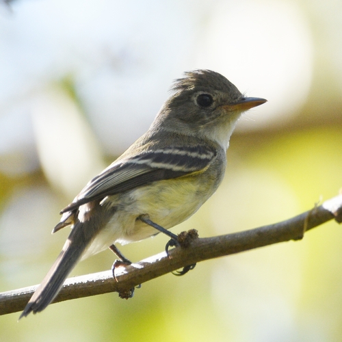Least Flycatcher