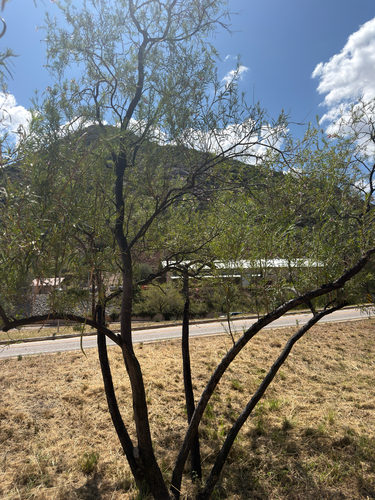 desert willow
