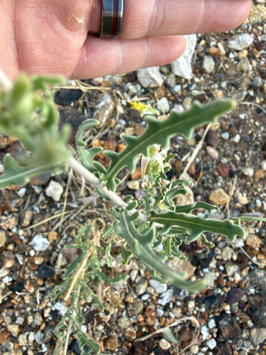 Many-flowered Mentzelia