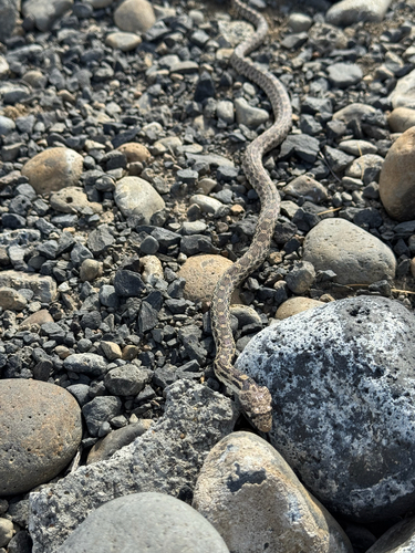 Gopher Snake