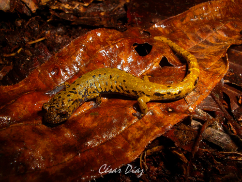 Veracruz Green Salamander