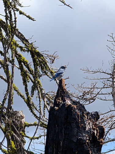 Mountain Bluebird