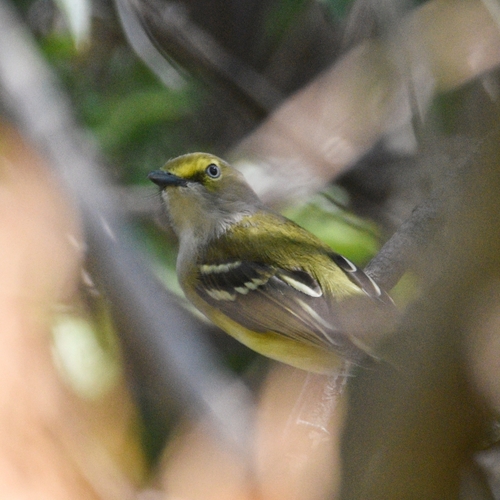 White-eyed Vireo