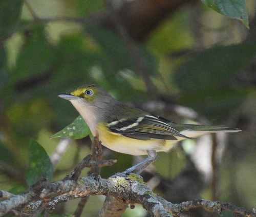 White-eyed Vireo