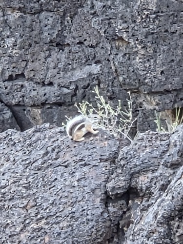 Ammospermophilus interpres