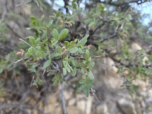 Rhus microphylla