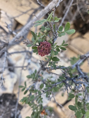 Rhus microphylla
