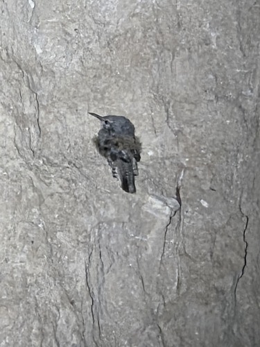 Rock Wren