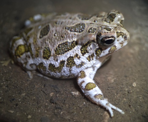 Anaxyrus cognatus