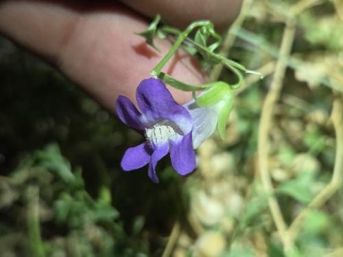 Maurandella antirrhiniflora