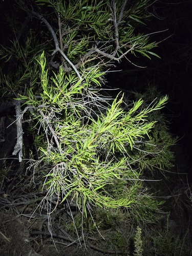 Chilopsis linearis