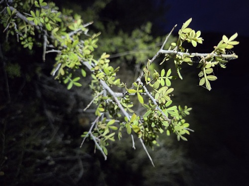Rhus microphylla