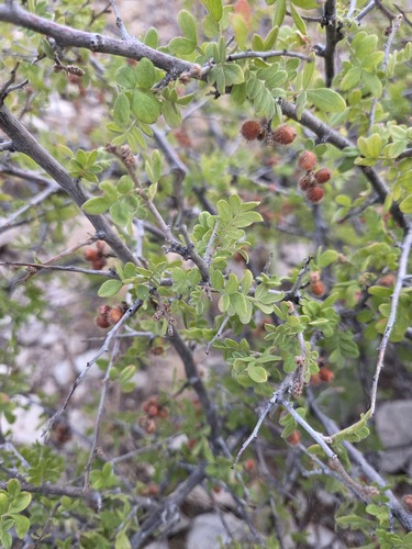 Rhus microphylla