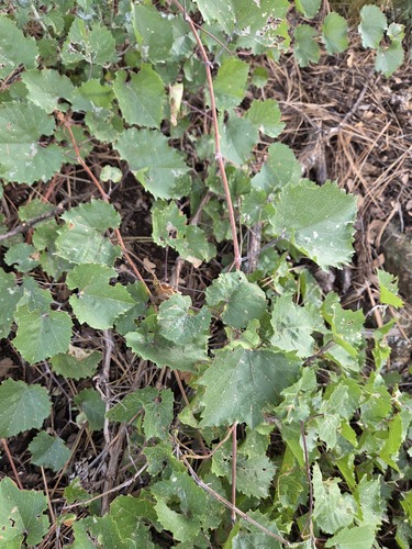 Vitis arizonica