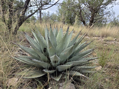 Parry's agave