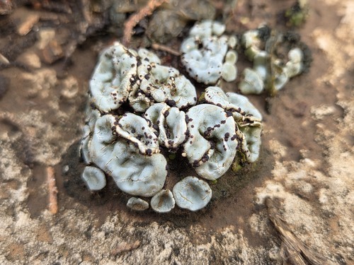 Psora crenata