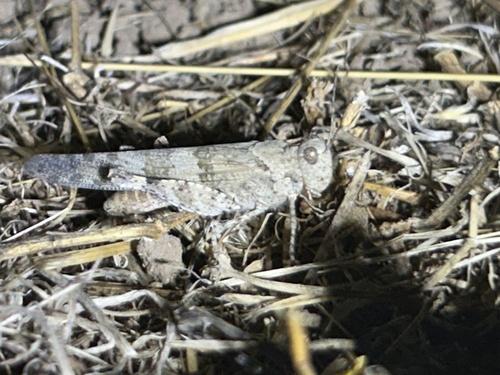 Pallid-winged Grasshopper