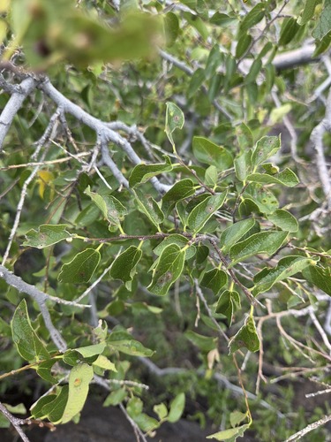 Celtis reticulata