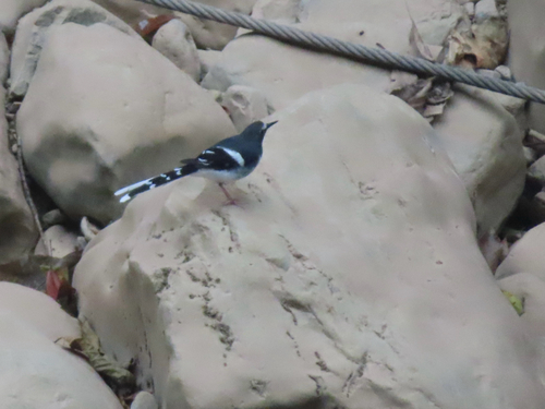 Slaty-backed Forktail