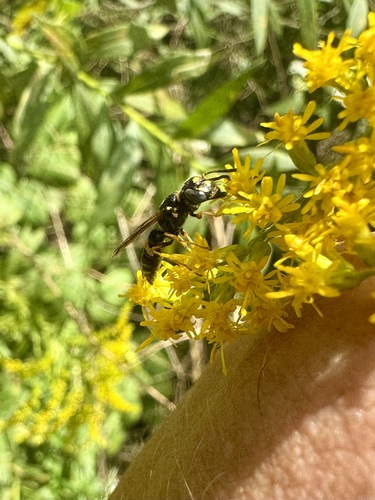 Hump-backed Beewolf