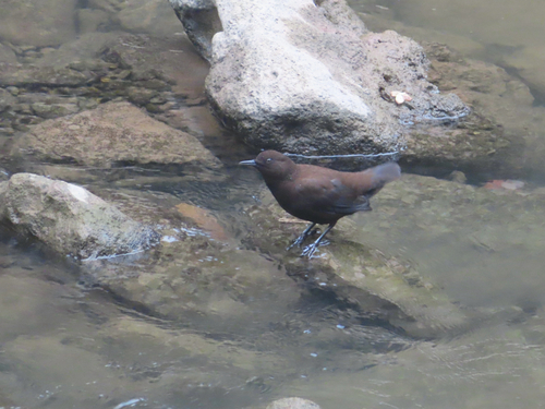 Brown Dipper