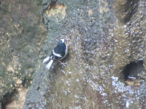 Little Forktail