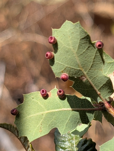 Urn Gall Wasp