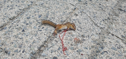 Siberian Chipmunk