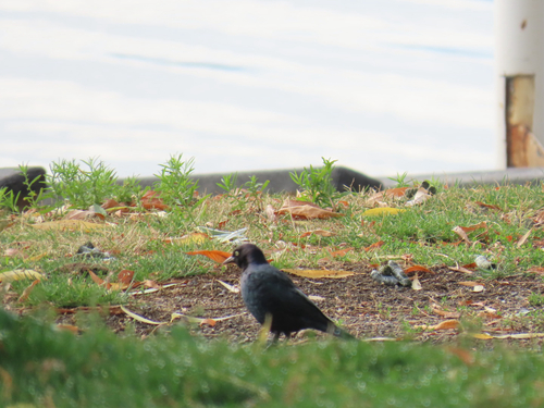 Brewer's Blackbird
