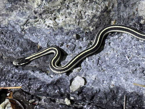iNaturalist observation photo of Western Terrestrial Garter Snake