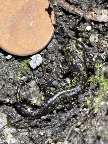 iNaturalist observation photo of Mount Lyell Salamander