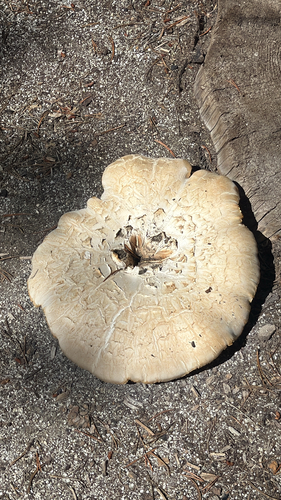 iNaturalist observation photo of Giant Sawgill