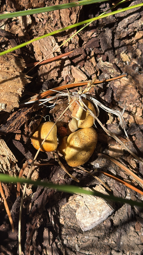 iNaturalist observation photo of Golden Pholiota