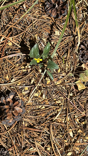 iNaturalist observation photo of Goosefoot violet