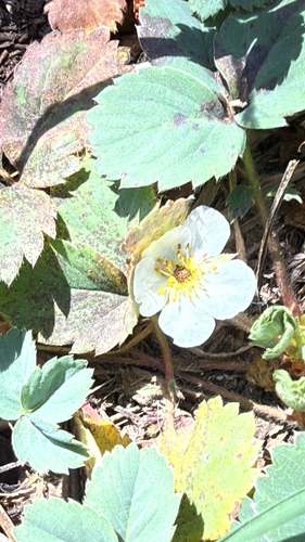 iNaturalist observation photo of Virginia strawberry