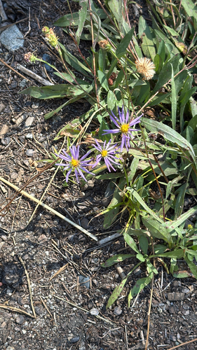 iNaturalist observation photo of western mountain aster